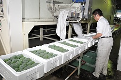 「ブロッコリー、氷詰めで出荷」の画像