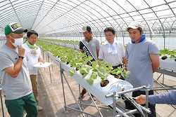 「夏秋イチゴ、生育状況確認」の画像