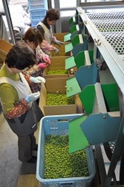 「小梅集荷ピーク、50トン見込む」の画像