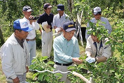 「適正なリンゴ摘果学ぶ」の画像