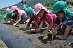 「サツマイモ苗を園児と植え付け」の画像