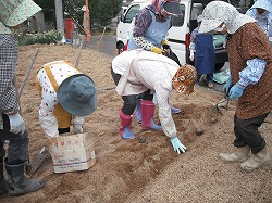 「コンニャク芋、仲間と植える」の画像