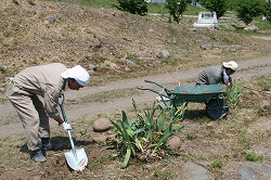 「緑の街づくりへ、職員が球根植え」の画像