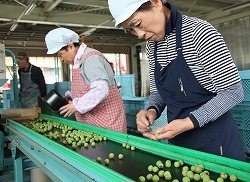 「小梅の出荷ピーク、20トン集荷見込む」の画像
