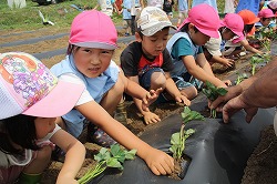 「サツマイモ苗を保育園児が定植」の画像