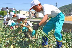 「児童が育てたタマネギ収穫」の画像