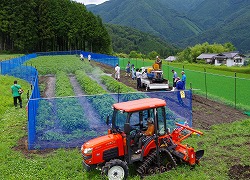 「加工用トマト、遊休地で栽培」の画像