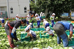「自分で育てたレタスを収穫」の画像