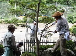 「JA本所の庭木剪定作業に汗」の画像