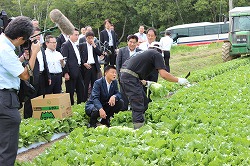 「総務相がレタス畑視察」の画像