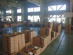 「「巨峰」一斉に出荷」の画像