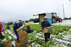 「女子高生が農作業体験、兵庫から受け入れ」の画像
