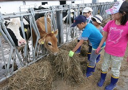 「親子で牛と触れ合い」の画像