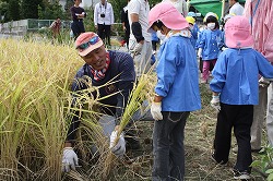「夢かなえ隊が園児と稲刈り」の画像