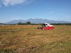 「休耕地など活用、ソバ収穫ピーク」の画像