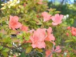 「季節外れのツツジ咲く」の画像