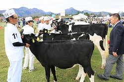 「未経産牛の部、有賀さん栄冠」の画像