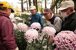 「最高位に林さん、諏訪大社で菊花展」の画像