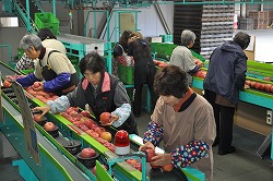「「ふじ」選果ピーク」の画像