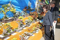 「店前で盆栽菊を展示」の画像