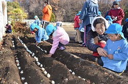 「チューリップ、園児と球根植え」の画像