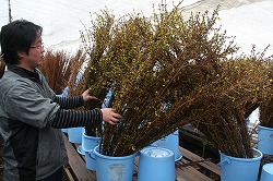 「レンギョウ出荷開始、花色良好、8万本見込む」の画像