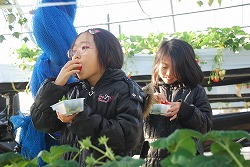 「イチゴ狩り人気、6月上旬までOK」の画像