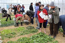 「冬場の野菜作り、住民に手ほどき」の画像