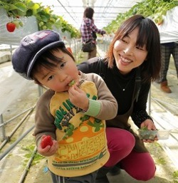 「イチゴ狩りで活動締めくくる」の画像