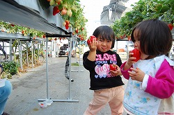 「講座の最終回は、親子イチゴ狩り」の画像