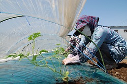 「露地スイカ定植開始、低温対策を徹底」の画像