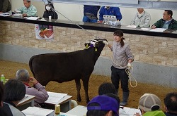 「和子牛価格、前市上回る」の画像