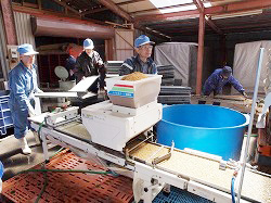 「水稲育苗が本格化−JA木曽」の画像