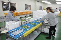 「一元化の集荷センター、野菜受け入れ開始」の画像