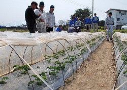 「パセリ生産者が圃場で生育確認」の画像