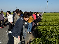 「初の全体研修で、静岡の茶畑視察」の画像