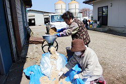 「みそ仕込み、若者に伝授」の画像