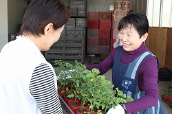 「900人に無料で野菜苗を配布」の画像