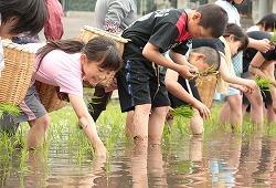 「田植えで食農教育」の画像