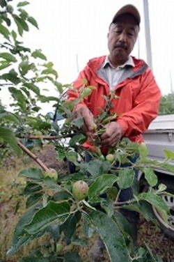 「広範囲で降ひょう害。果樹・野菜 主産品に打撃」の画像
