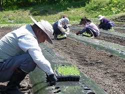 「超極早生リンドウ苗植え」の画像