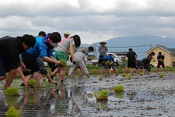 「地元の学生と田植えで交流」の画像
