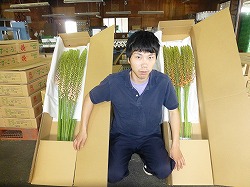 「「エレムルス」出荷がピーク」の画像