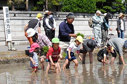 「食料不足の国支援へ田植え」の画像