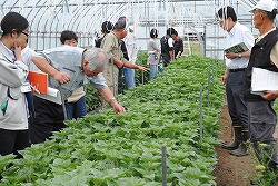 「ヒマワリの圃場巡回し生育確認」の画像