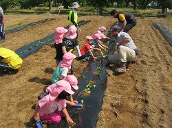 「保育園児が芋苗植え」の画像