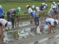 「児童が救援米、田植え教室」の画像