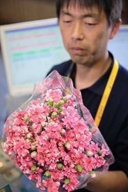 「カーネ出荷本番、12万ケースを見込む」の画像