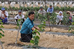 「気候に合わせたキュウリ栽培促す」の画像