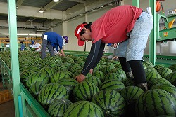 「ハウススイカ出番、仕上がり良好」の画像